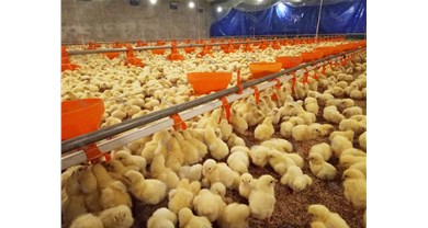 鸡苗价格飙升、禽流感再袭、贸易谈判受阻：禽肉市场三重压力下的挑战与机遇