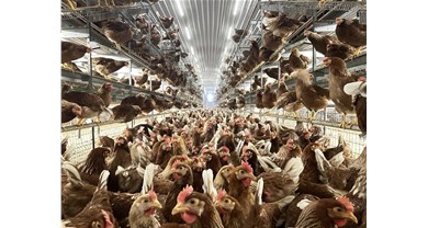 以先见之明布局，用硬核实力说话：蛋鸡非笼养，中裕是专业的！