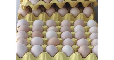 从胖东来鸡蛋风波看蛋鸡养殖行业新趋势