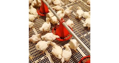 山东肉鸡产业2025复盘与2026展望：规模化登顶背后，微利时代如何破局