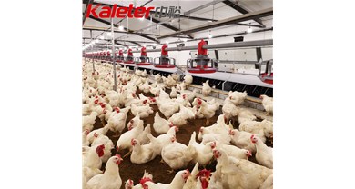 种鸡料盘怎么分？一文看懂两款核心区别