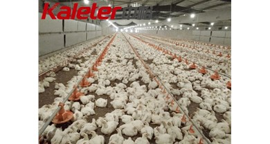 泰国禽肉出口腰斩！中国肉禽养殖的破局之路与品质思考