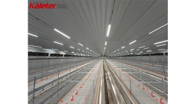 年产350万羽！中裕四层肉鸡笼养EPC项目顺利投产运行