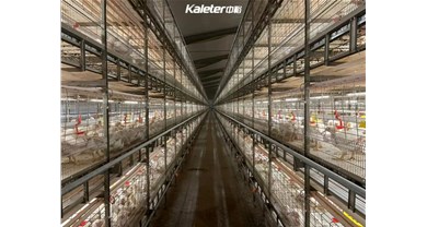 微利时代的肉鸡养殖